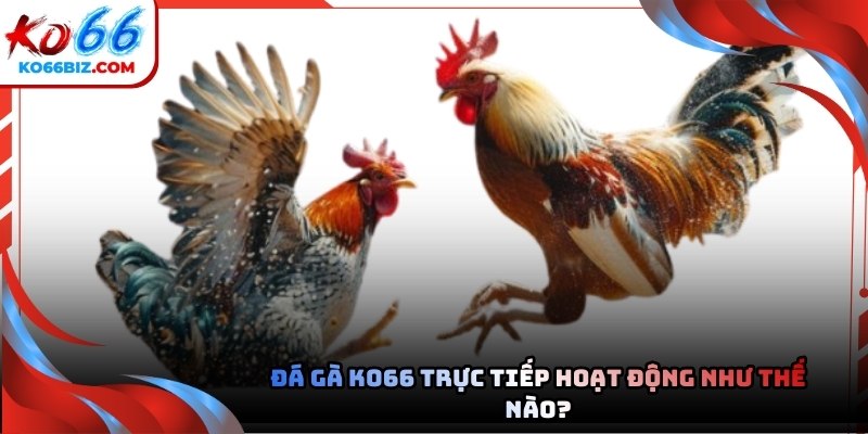 Cách vận hành đá gà trực tiếp tại Ko66