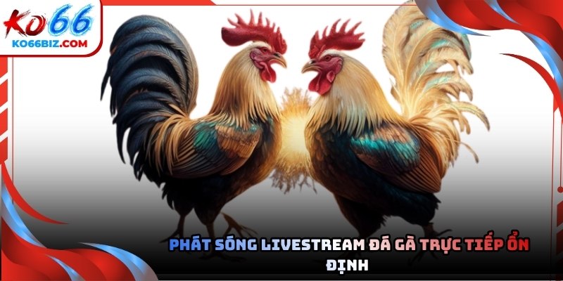 Đá gà tại Ko66 được nhiều người yêu thích