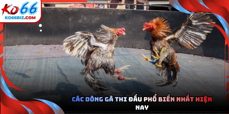 Chiến kê tham gia thi đấu được tuyển chọn cực kỳ khắt khe và kỹ lưỡng