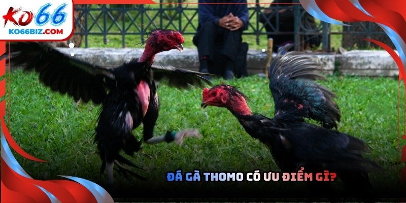 Loại hình giải trí này sở hữu sức hút mãnh liệt đối với cộng đồng