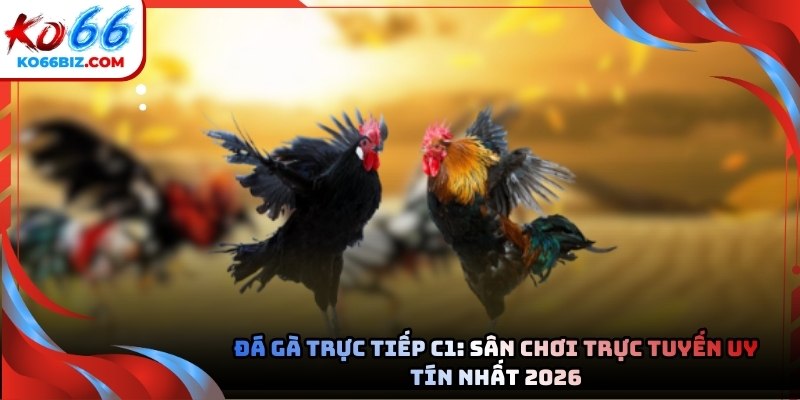 Đá gà trực tiếp C1