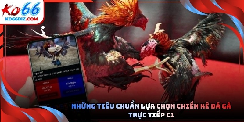 Các bồ gà luôn tuyển chọn những con gà chiến khỏe mạnh nhất năm 2026