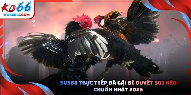 SV388 trực tiếp đá gà