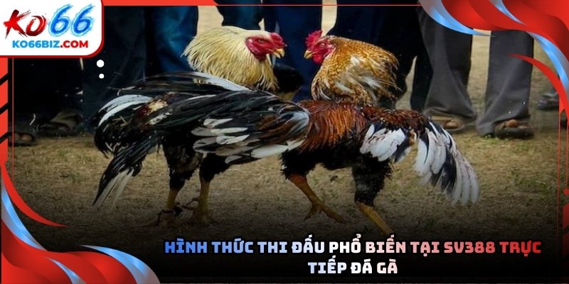 Những trận đấu diễn ra vô cùng đa dạng với nhiều thể thức kịch tính khác nhau