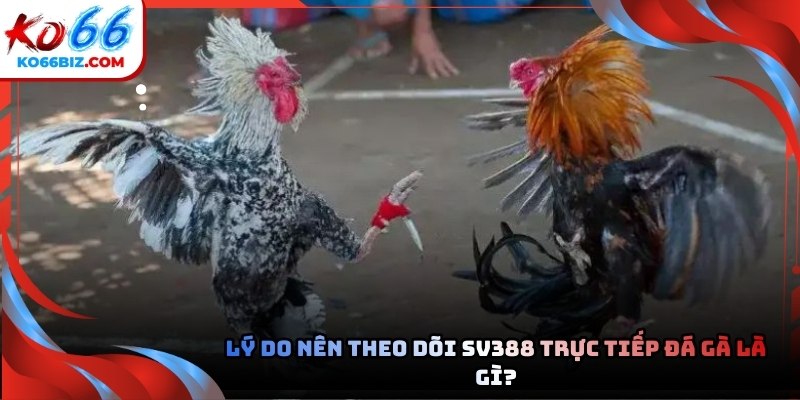 Đấu trường chọi kê quốc tế sở hữu hệ thống vận hành vô cùng chuyên nghiệp