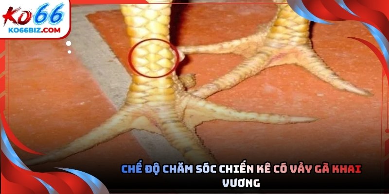 Việc nuôi dưỡng linh kê đòi hỏi sự tỉ mỉ và kiến thức chuyên sâu từ sư kê