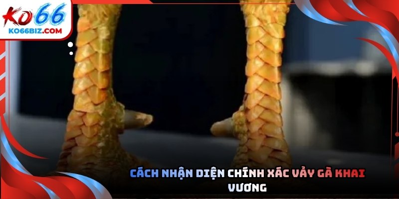 Đặc điểm này thường xuất hiện ở vị trí gần bàn chân của chiến kê