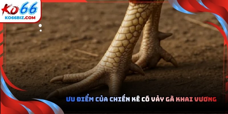 Những chú gà sở hữu đặc điểm này luôn có lối đá vô cùng độc đáo